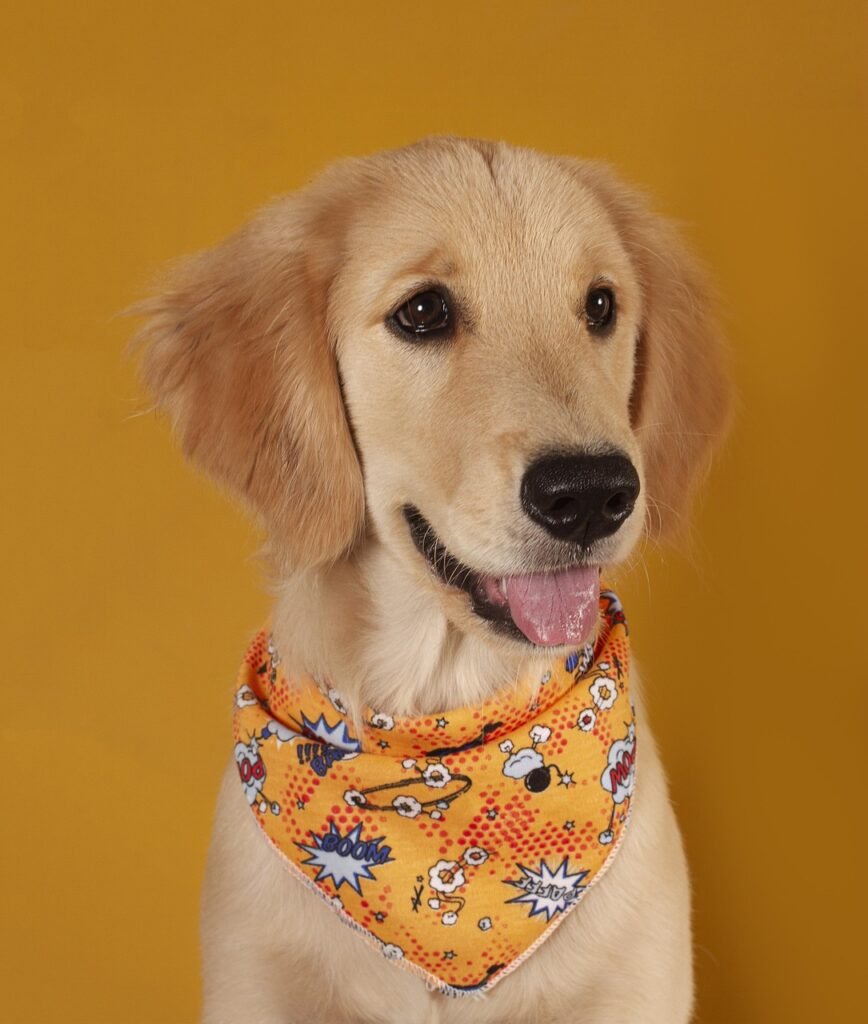 Pet-Friendly Events in India
